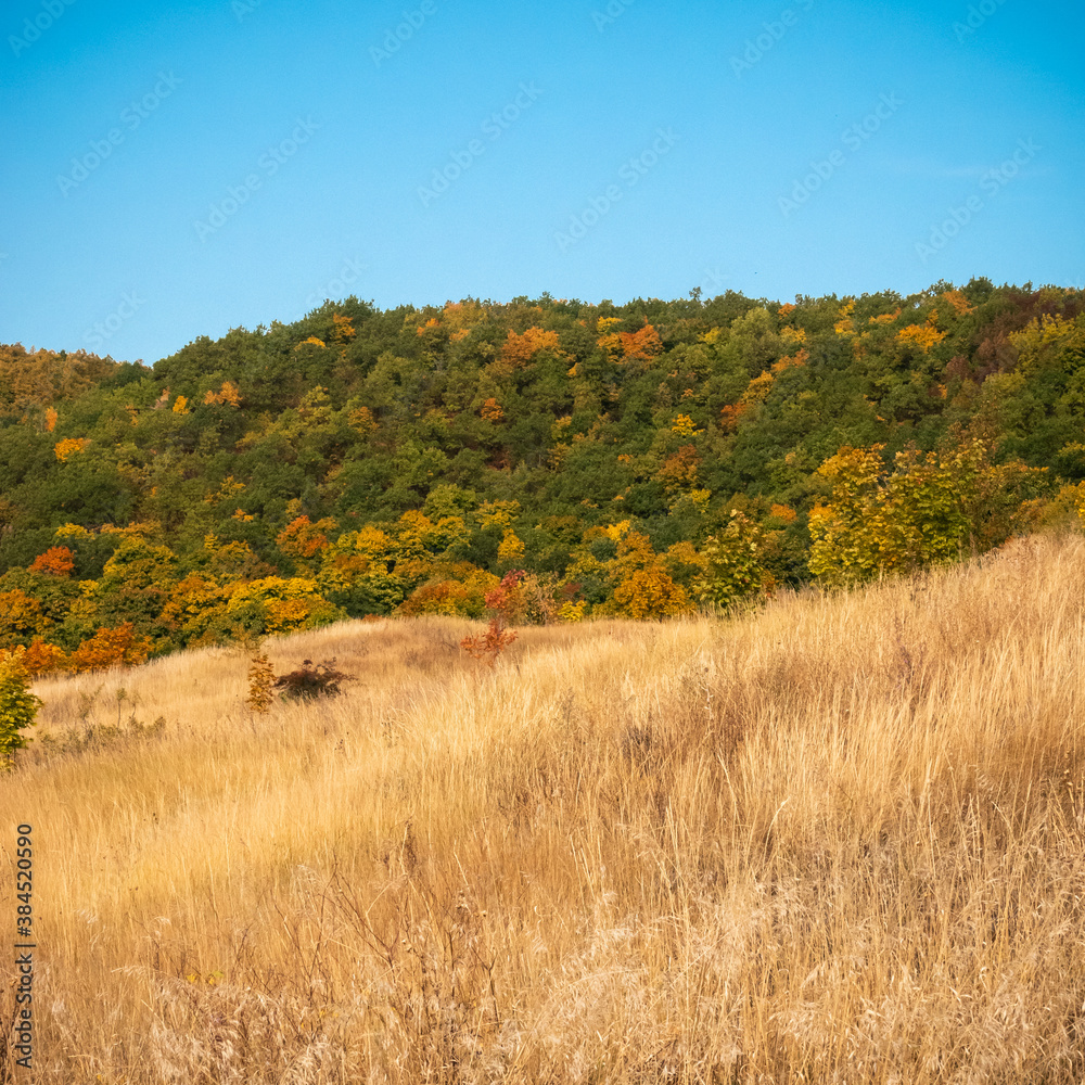Beautiful autumn landscape - a mountain slope with dry grass and wildflowers and a forest on a mountainside in the background