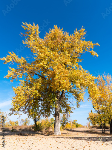 Big beautiful tree with autumn yellow leaves on the sandy shore