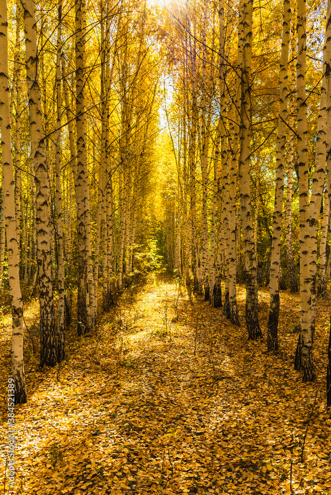 Obraz premium Rows of tall birches in an autumn park with the ground covered with leaves, a sunny autumn day in a birch grove