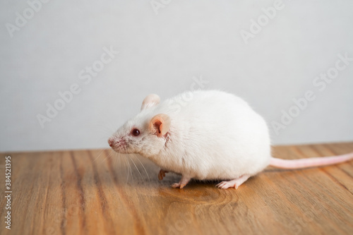 White laboratory mouse on the table