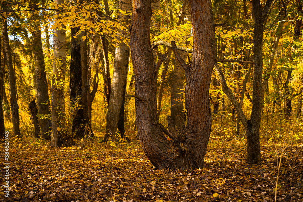 Fototapeta premium Beautiful autumn landscape - autumn in a pine grove, pine trunks illuminated by the sun and earth with fallen leaves