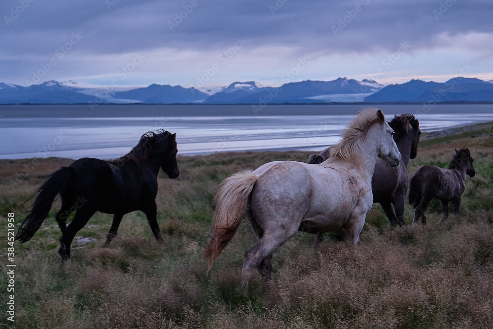 Iceland Horses Iceland Horses
