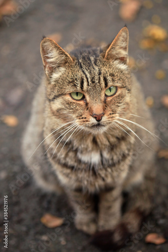 Portrait of street striped cat