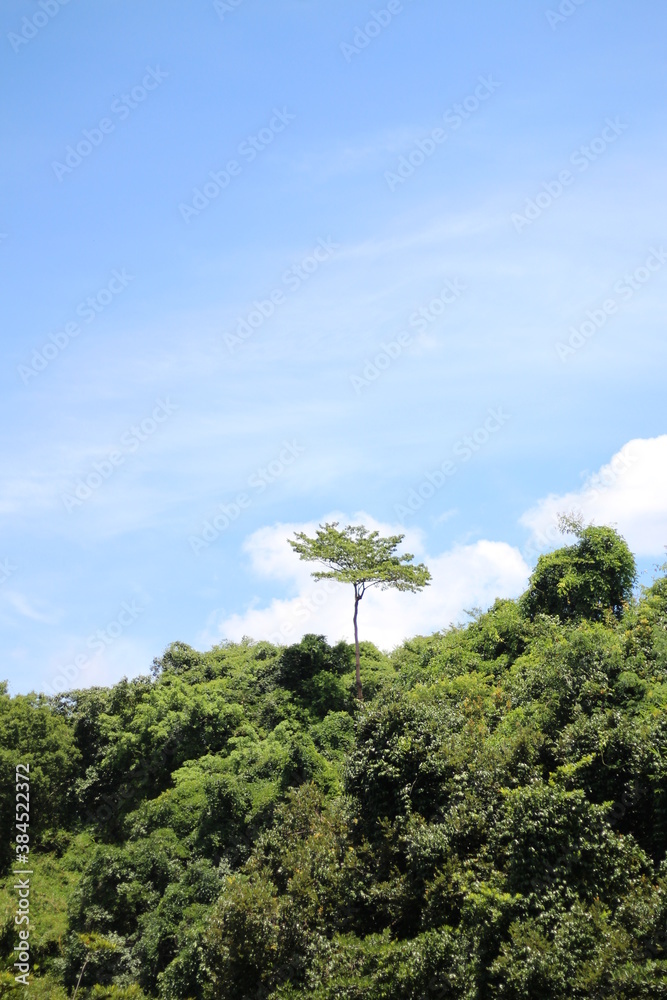 Obraz premium tree in the mountains