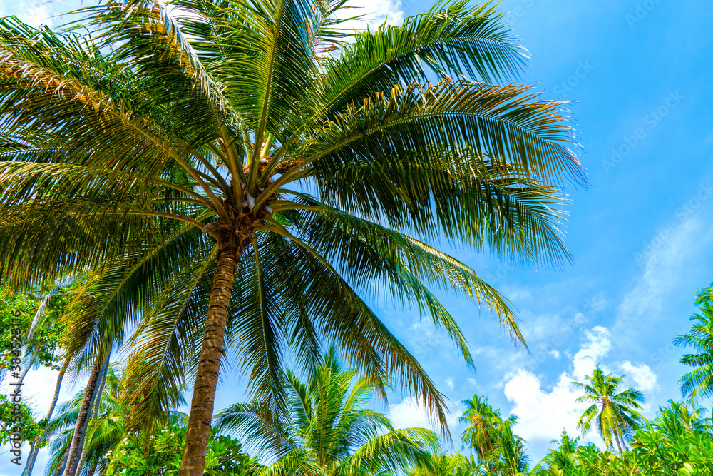 Beach summer vacation holidays background with coconut palm trees and hanging palm tree leaves Beach summer vacation holidays background with coconut palm trees and hanging palm tree leaves