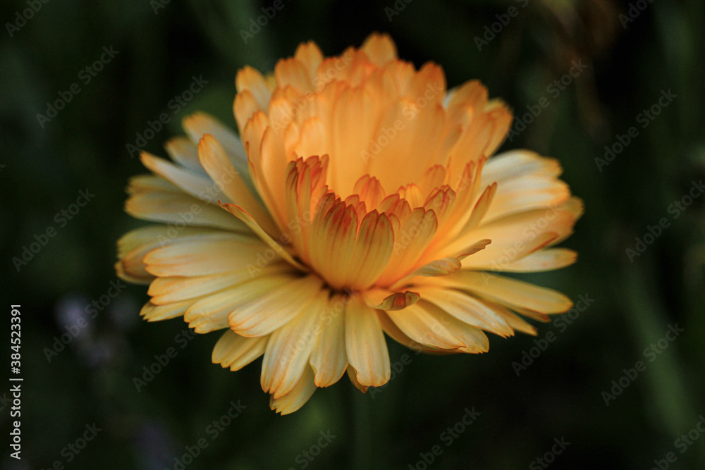 orange flower in the garden orange flower in the garden