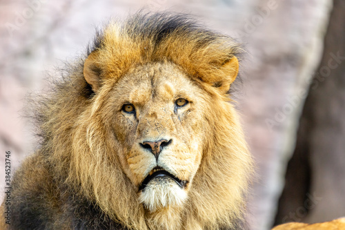 portrait of a lion