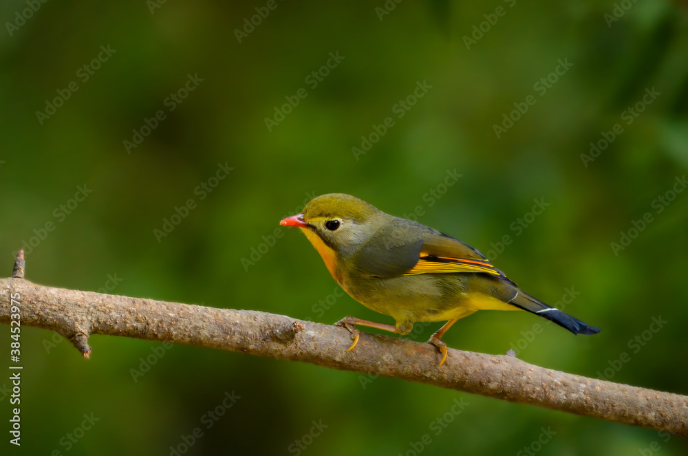 Red-billed Leiothrix 