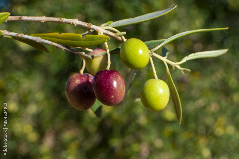 Aceitunas madurando en el olivar Aceitunas madurando en el olivar