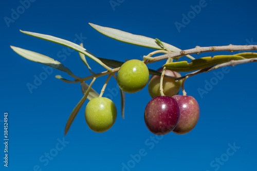 Aceitunas madurando en el olivar