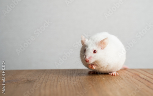 Funny mouse sits on the table, puts its paws to the muzzle