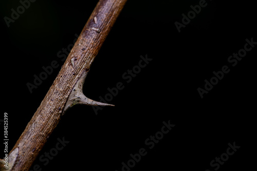Twig with a thorn on a black background