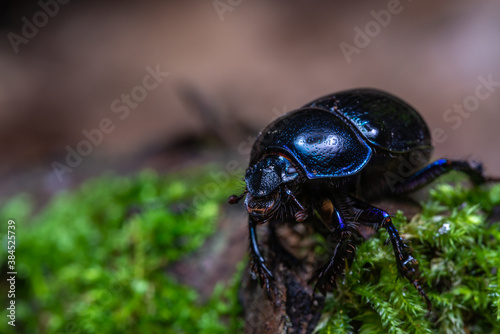 Fotografering Macro photo of a blue beetle on the moss