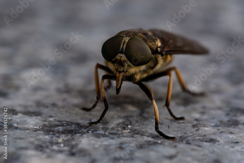 A macro photo of a large fly on a stone
