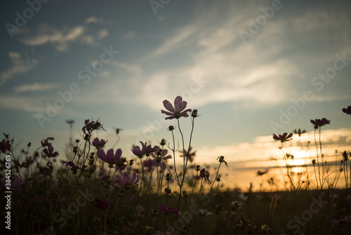 Fotografía 夕暮れ時のコスモス畑