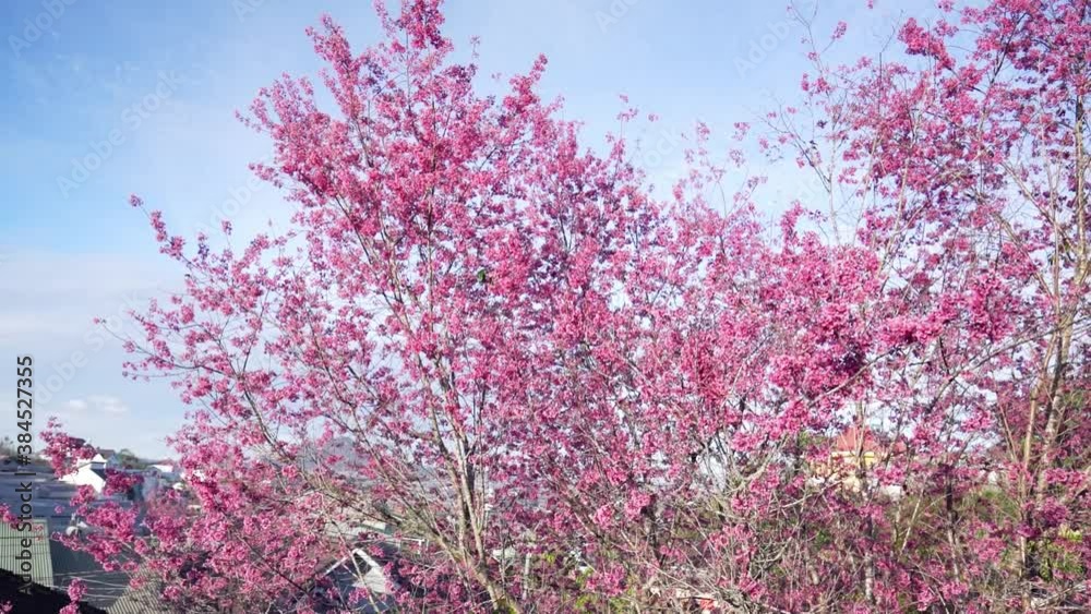 Apricot cherry tree blossom on a sunny morning in small highland village Apricot cherry tree blossom on a sunny morning in small highland village