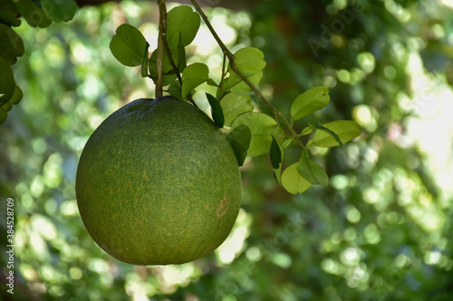 A large round green pomelo fruit hanging on its tree. It has a sweet and sour taste and can be stored for a long time. Thai people can grow this plant all over the provinces.