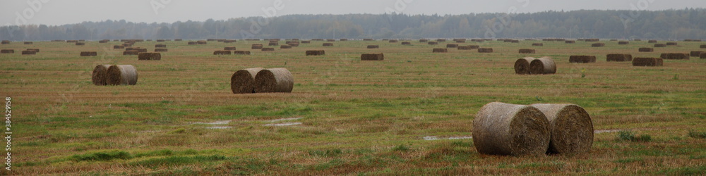 Rolls bale hay stacks on yellow field with forest on horizon on gray sky background, forage harvesting in Europe at autumn day, rural farm wide landscape