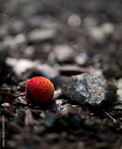 Berry in the wood  photo