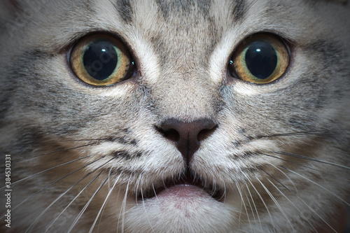 close-up of a gray cat's face with a funny expression, surprise, anger. Horizontal photo