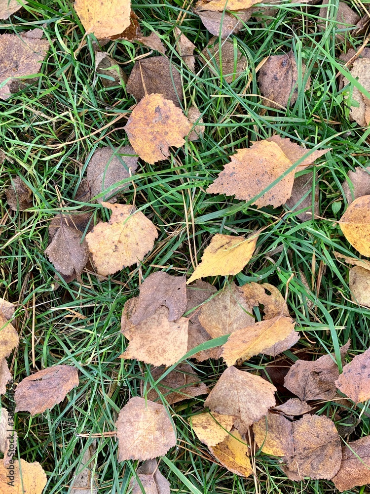 autumn leaves on the grass