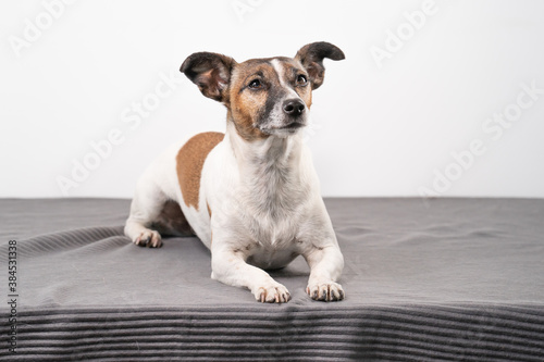 Brown, black and white older Jack Russell Terrier lies on a chair , full body