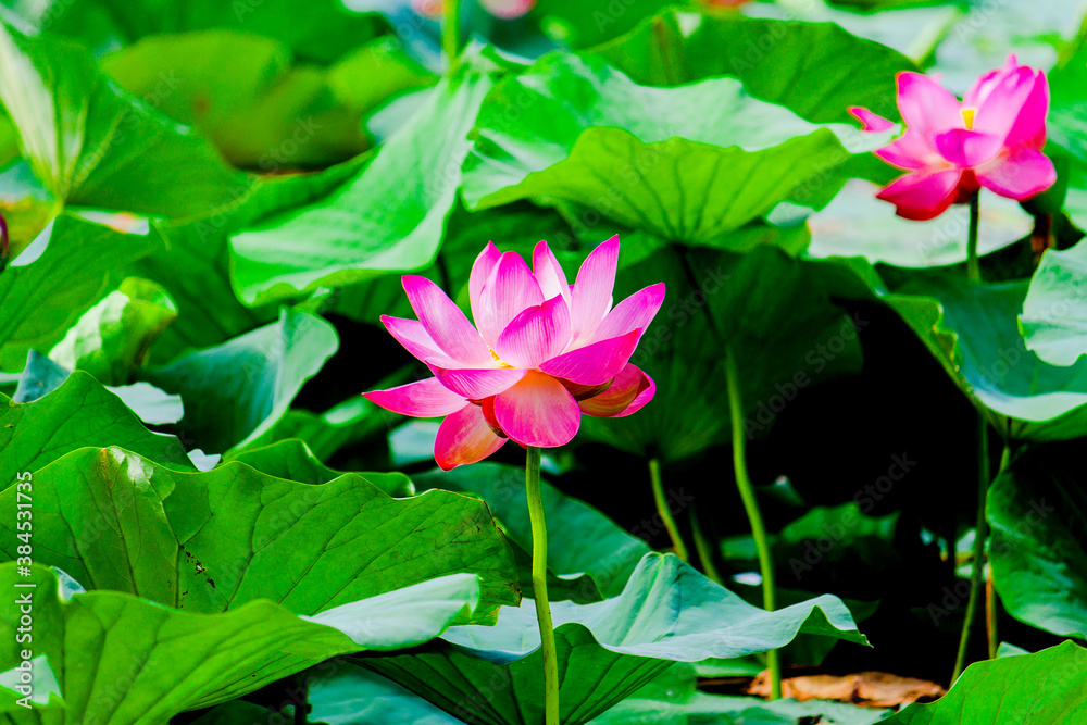 Pink waterlily or lotus flower in the summer pond. Russia. Pink waterlily or lotus flower in the summer pond. Russia.