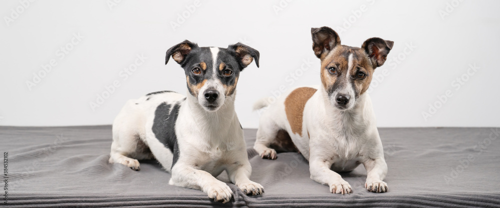 Two brown, black and white Jack Russell Terrier posing in a studio, in full length , copy space, banner or social media