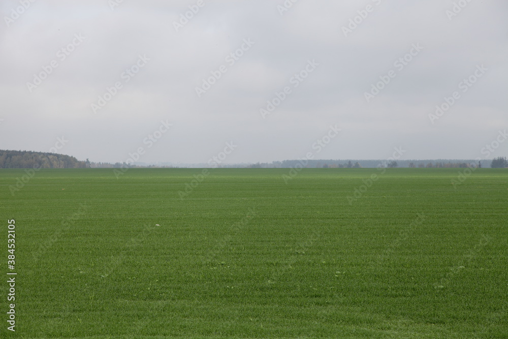 Green sown lawn with forest stripe on horizon with gray cloudy sky at autumn day, European farm natural agricultural panorama landscape