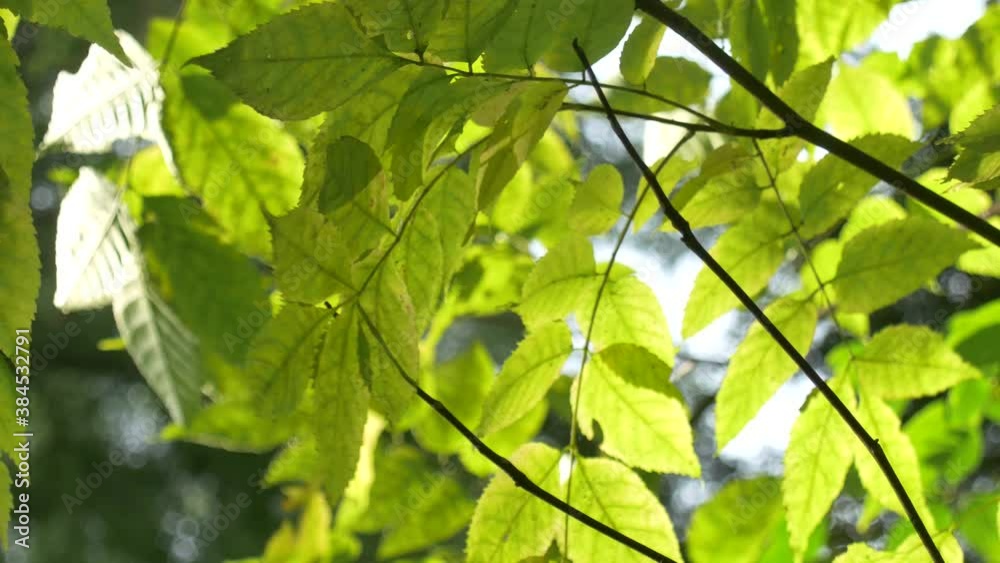 green leaves in the sun green leaves in the sun