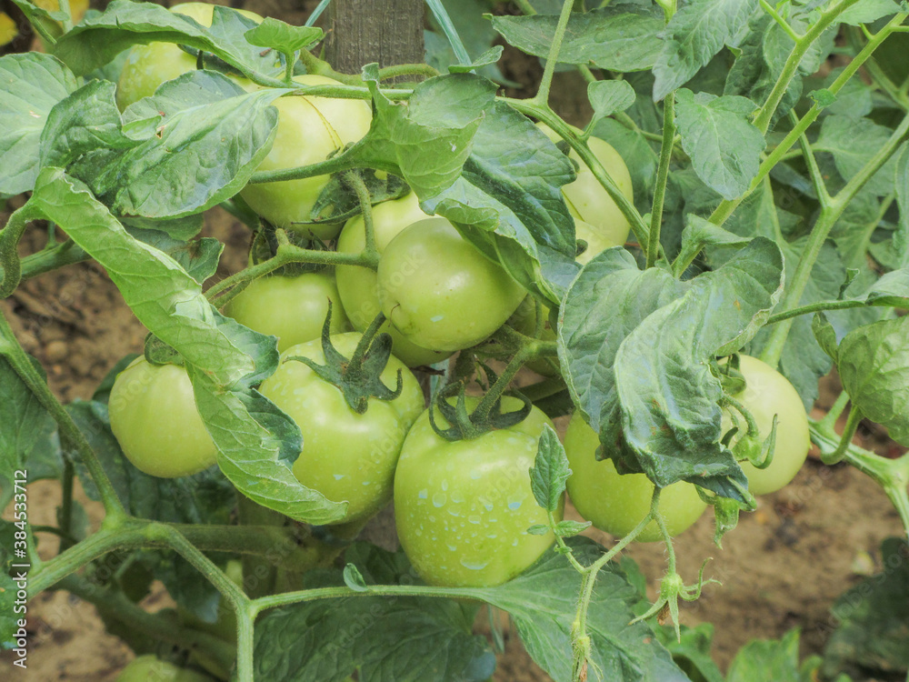 red tomato plants in a home made vegetable garden