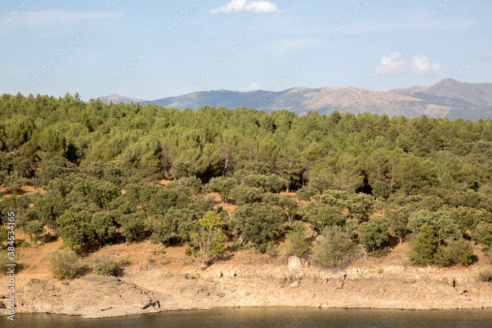 Pine Trees on Lozoya River; Buitrago; Madrid
