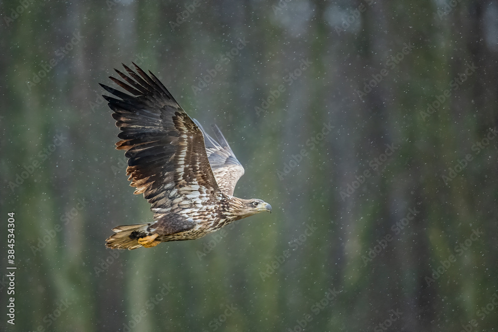 Fototapeta premium young white-tailed eagle in flight