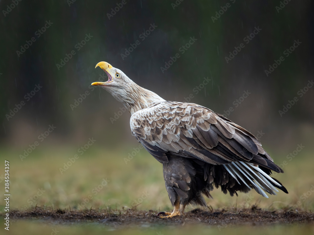 Fototapeta premium Adult white-tailed eagle