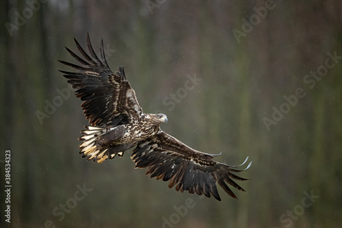 young white-tailed eagle in flight