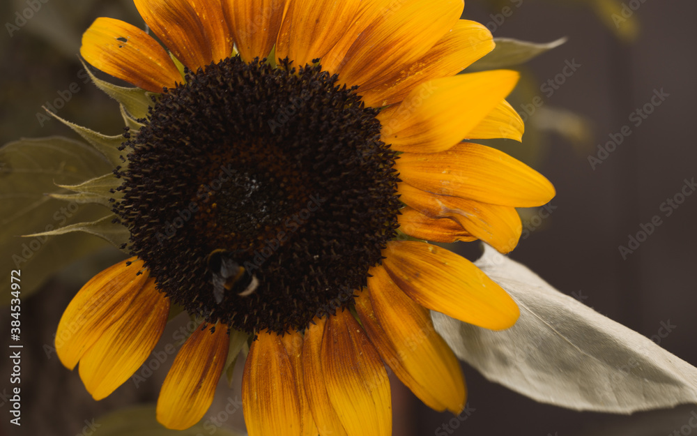 Naklejka premium bumblebee