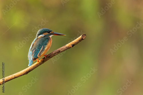 Colorful Common Kingfisher perching on a perch looking into a distance