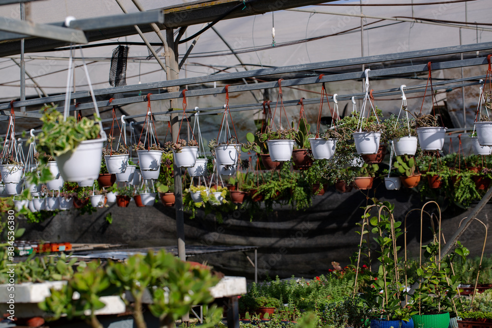 Seedlings in plastic pots in greenhouse for cultivation of flowers. Industrial production of flowers in a gardening store. 