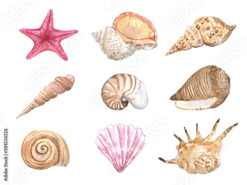 Watercolor illustration of seashells on a white background
