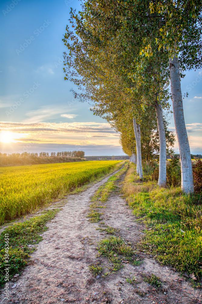 Naklejka premium Summer sunset panorama of the countryside area of Lomellina (between Lombardy and Piedmont, Northern Italy); it's famous for its rice cultivations. Color image.