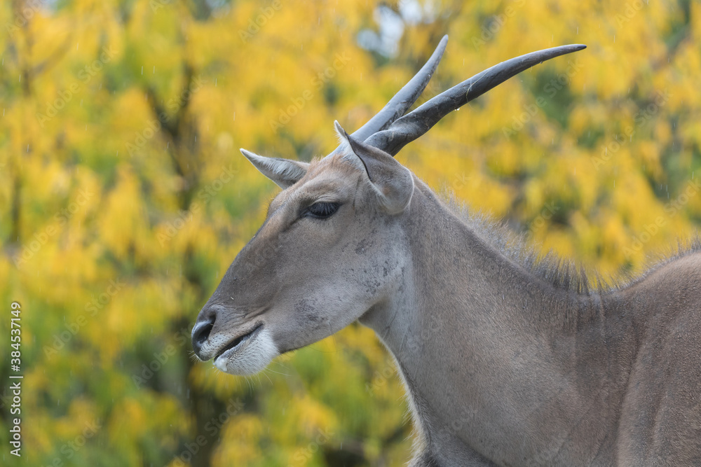 southern eland forward to a yellow-orange tree southern eland forward to a yellow-orange tree