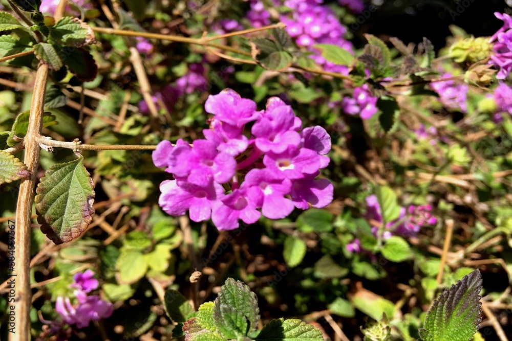 pink and purple flowers