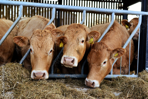 Cows in a farm near Staithes, Yorkshire, North Yorkshire, England, UK