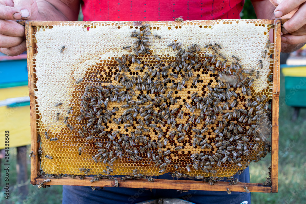 Bee wooden frame with bees and honeycomb, honey wax cells, many insects Bee wooden frame with bees and honeycomb, honey wax cells, many insects