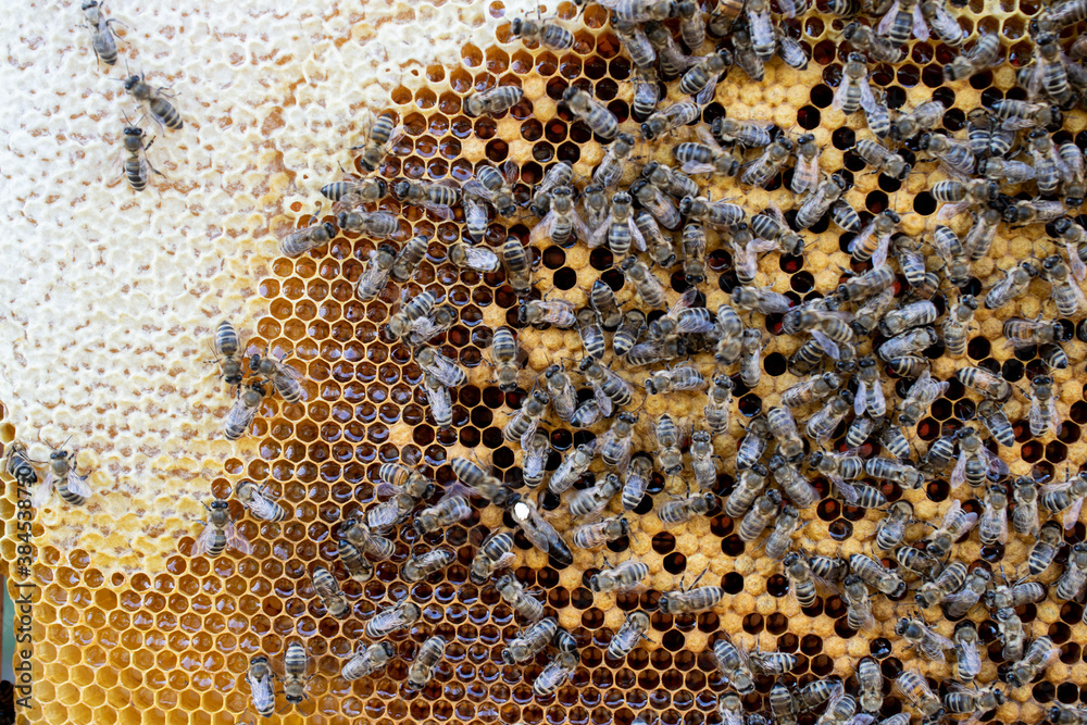 Bee wooden frame with bees and honeycomb, honey wax cells, many insects Bee wooden frame with bees and honeycomb, honey wax cells, many insects