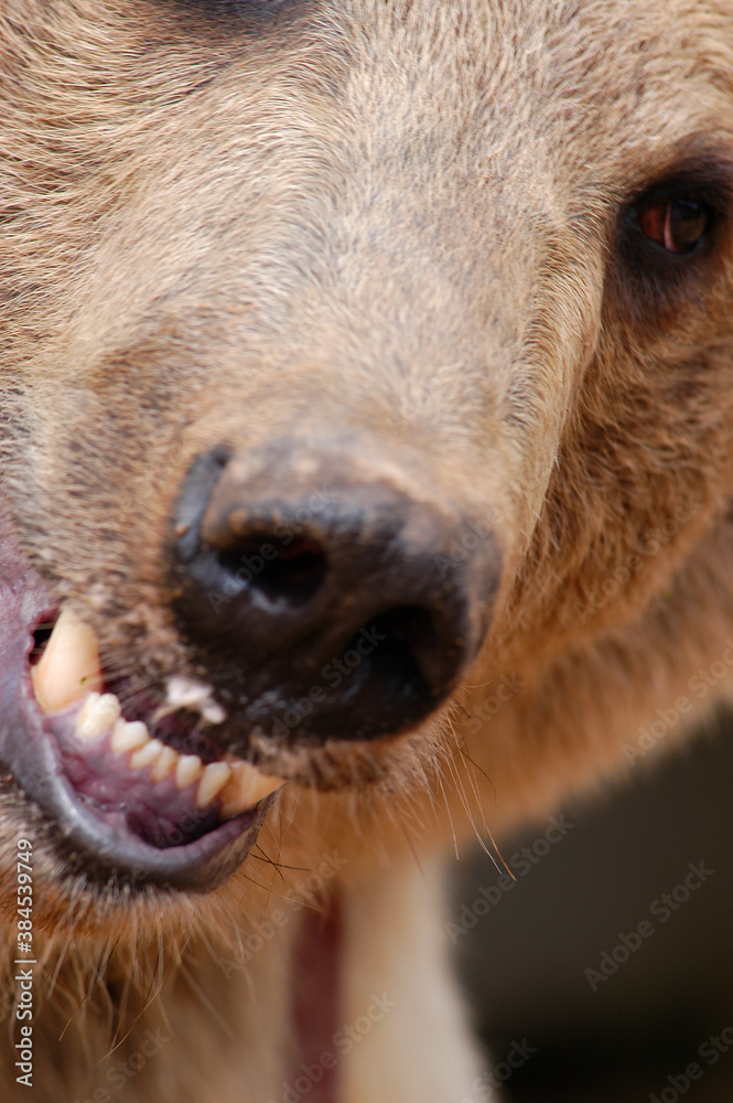 Fototapeta premium grizzly clouse up