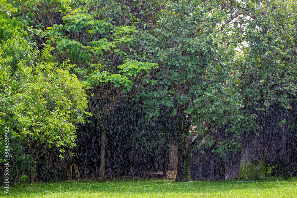 Rainy day. A day of heavy rain and sun in the forest. Gorgeous nature. Rainy day. A day of heavy rain and sun in the forest. Gorgeous nature.