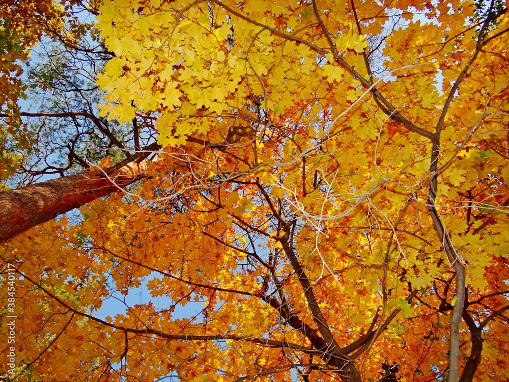 autumn leaves in the sky