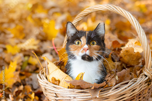 Cat sitting in a basket and autumn leaves . A young colored cat. Autumn leave. Cat in the basket. Walking a pet. Article about cats and autumn. Yellow fallen leaves.