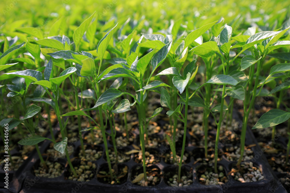 Pepper seedlings in nursery, China Pepper seedlings in nursery, China
